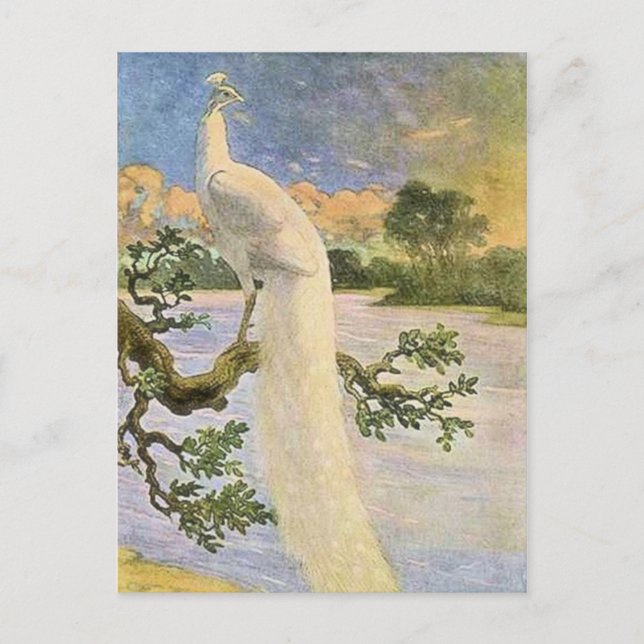 Weißer Pfau Postkarte (Vorderseite)
