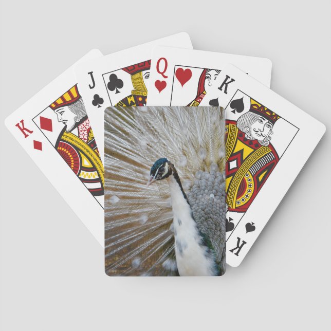Weißer Pfau Spielkarten (Rückseite)