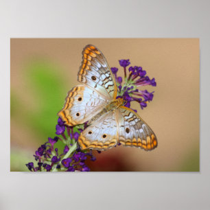 Weißer Pfauenschmetterling auf violetten Blumen Poster