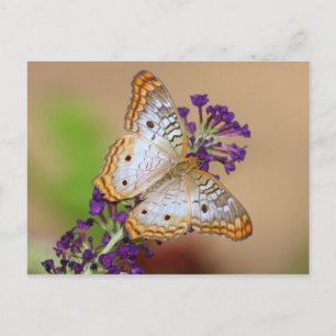 Weißer Pfauenschmetterling auf violetten Blumen Postkarte