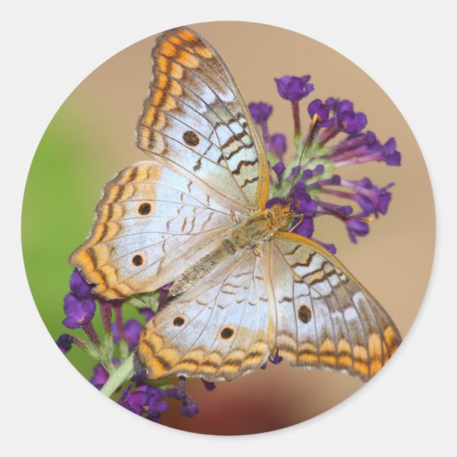 Weißer Pfauenschmetterling auf violetten Blumen Runder Aufkleber (Vorderseite)