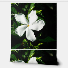 Weißer Pinwheel Jasmine in Sonnenlicht Tapete