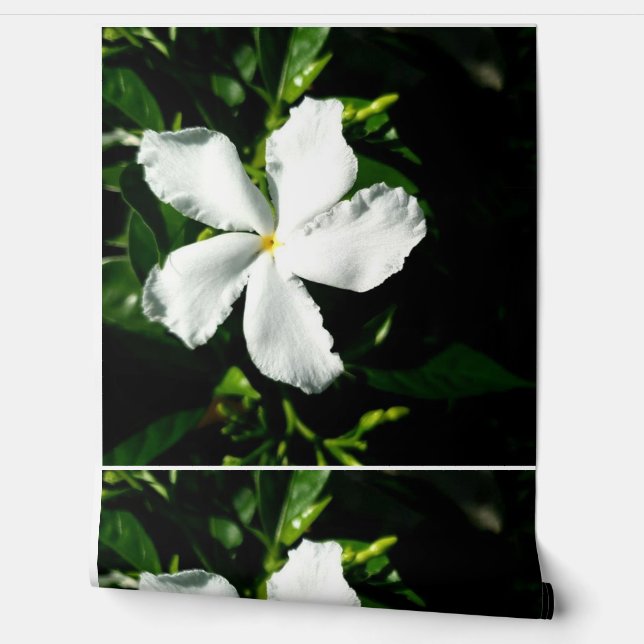 Weißer Pinwheel Jasmine in Sonnenlicht Tapete (Abrollen)