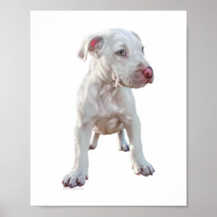 Weißer Pitbull Welpe Poster