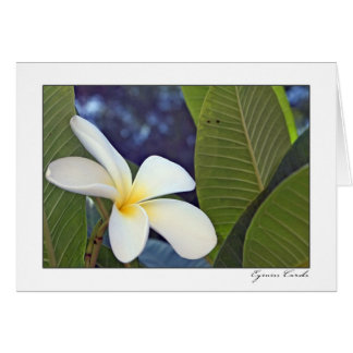 Weißer Plumeria