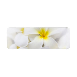Weißer Plumeria-Blumefrangipani-BlumenBlumen