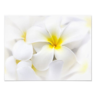 Weißer Plumeria-Blumefrangipani-BlumenBlumen Fotodruck