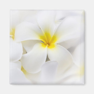 Weißer Plumeria-Blumefrangipani-BlumenBlumen Magnet