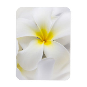 Weißer Plumeria-Blumefrangipani-BlumenBlumen Magnet