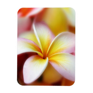 Weißer Plumeriafrangipani-Hawaii-Blumen-Hawaiiane Magnet