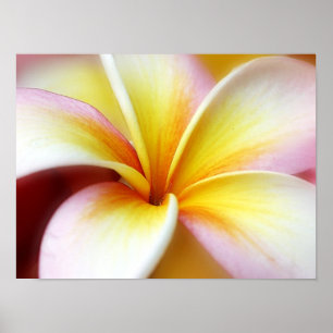 Weißer Plumeriafrangipani-Hawaii-Blumen-Hawaiiane Poster