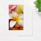 Weißer Plumeriafrangipani-Hawaii-Blumen-Hawaiianer (Schreibtisch)