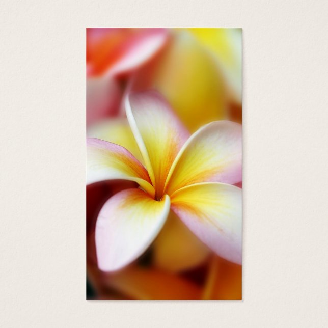 Weißer Plumeriafrangipani-Hawaii-Blumen-Hawaiianer (Vorderseite)