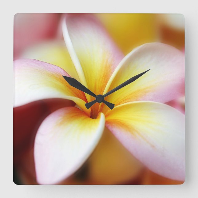 Weißer Plumeriafrangipani-Hawaii-Blumen-Hawaiianer Quadratische Wanduhr (Vorderseite)