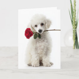 Weißer Pudel-Welpe Valentinstag – Süße Liebe Karte