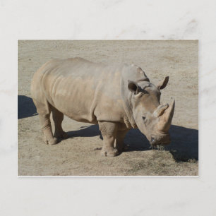Weißer Rhinoceros Rhino Ganzkörper Postkarte