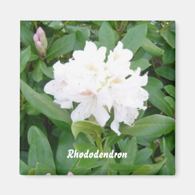 Weißer Rhododendron-Magnet Magnet (Vorne)