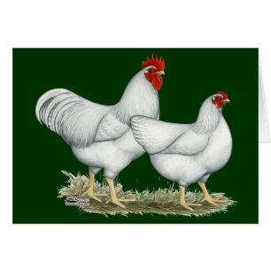 Weißer Rock Chickens