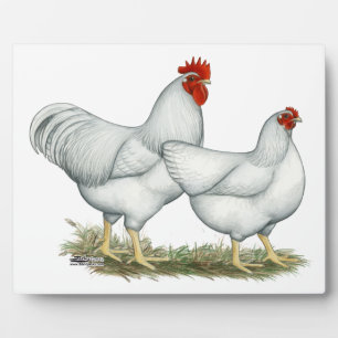 Weißer Rock Chickens Fotoplatte