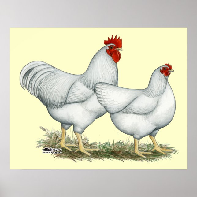 Weißer Rock Chickens Poster (Vorne)