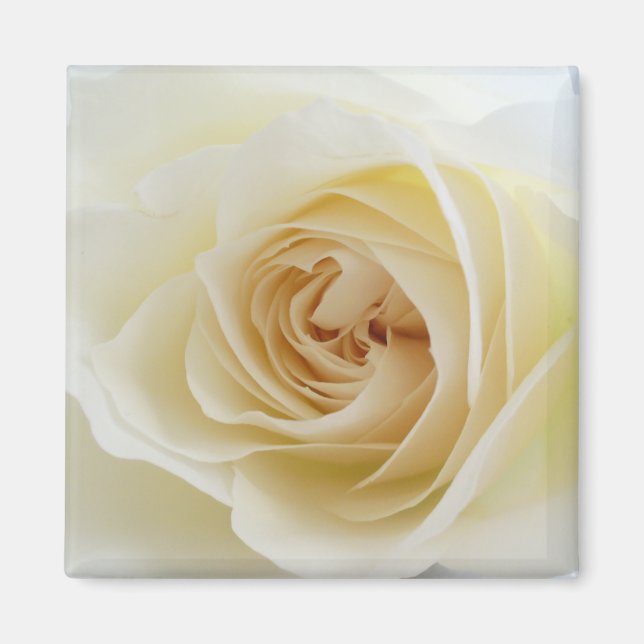 Weißer Rosenplatz Magnet 001 (Vorne)