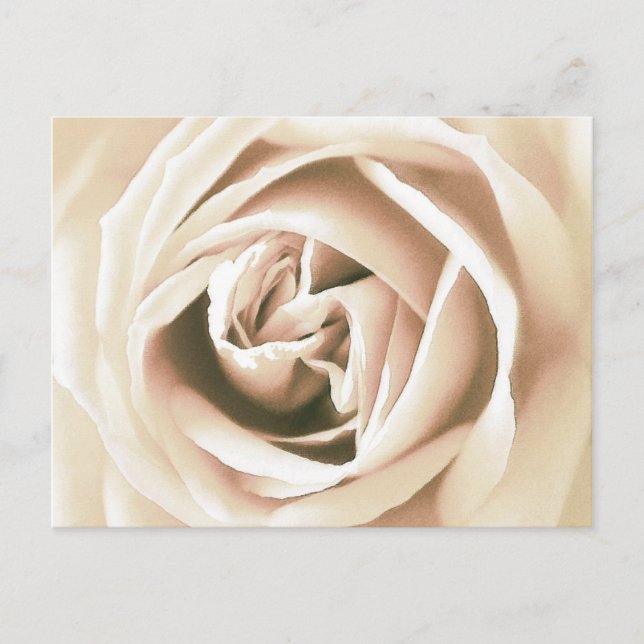 Weißer Rosenprint Postkarte (Vorderseite)