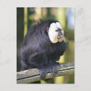 Weißer Saki auf der Postkarte