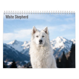 Weißer Schäferhund 2027 Kalender