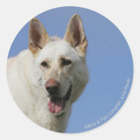 Weißer Schäferhund