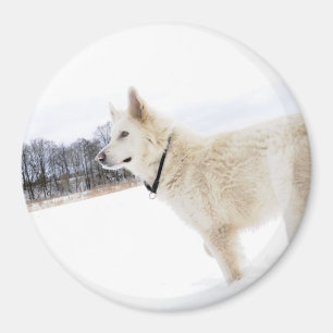 weißer Schäferhundhundmagnet Magnet