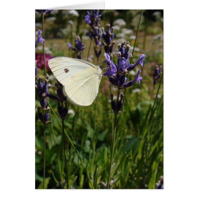 Weißer Schmetterling auf Lavendelblüten (Vorne)