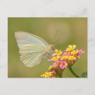Weißer Schmetterling auf rosa Blume Postkarte