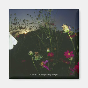 Weißer Schmetterling im Flug am Sonnenuntergang Magnet