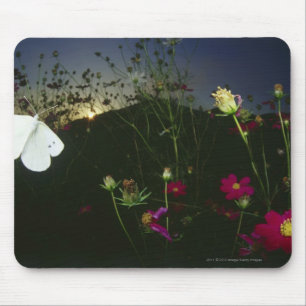 Weißer Schmetterling im Flug am Sonnenuntergang Mousepad