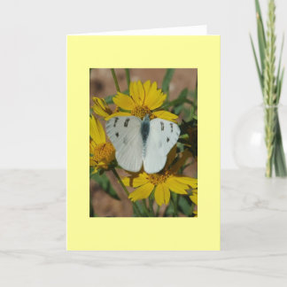 WEISSER SCHMETTERLING KARTE