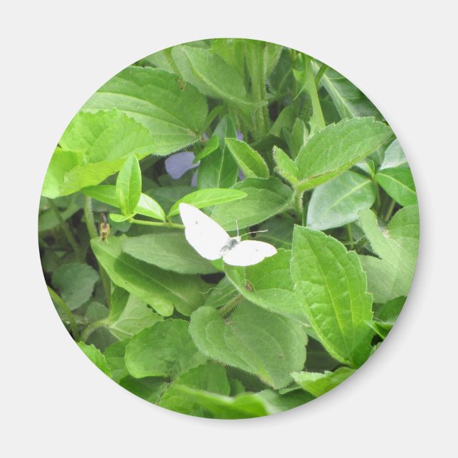 Weißer Schmetterling Magnet (Vorne)