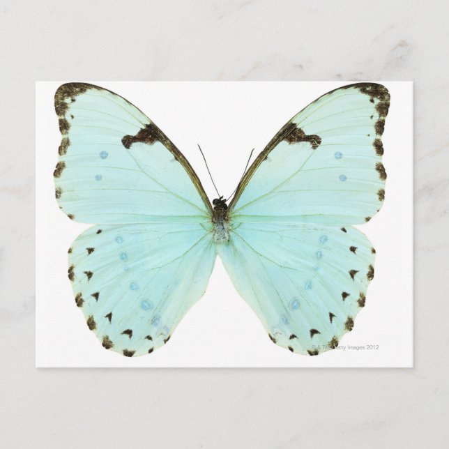 Weißer Schmetterling Postkarte (Vorderseite)