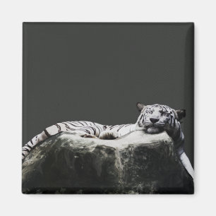 Weißer Schnee Tiger - Schlafen der großen Katze Magnet