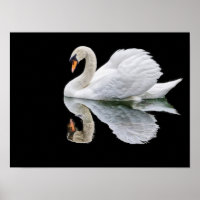 Weißer Schwan auf schwarzem Hintergrund