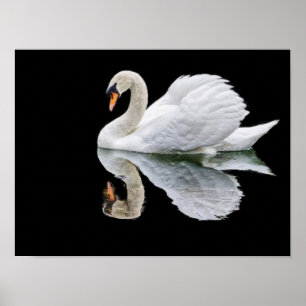 Weißer Schwan auf schwarzem Hintergrund Poster