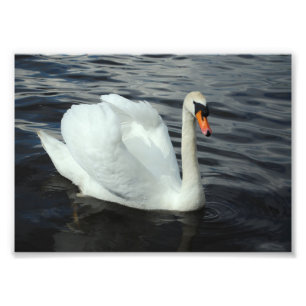 Weißer Schwan Fotodruck
