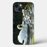 Weißer Schwan mit Chicks