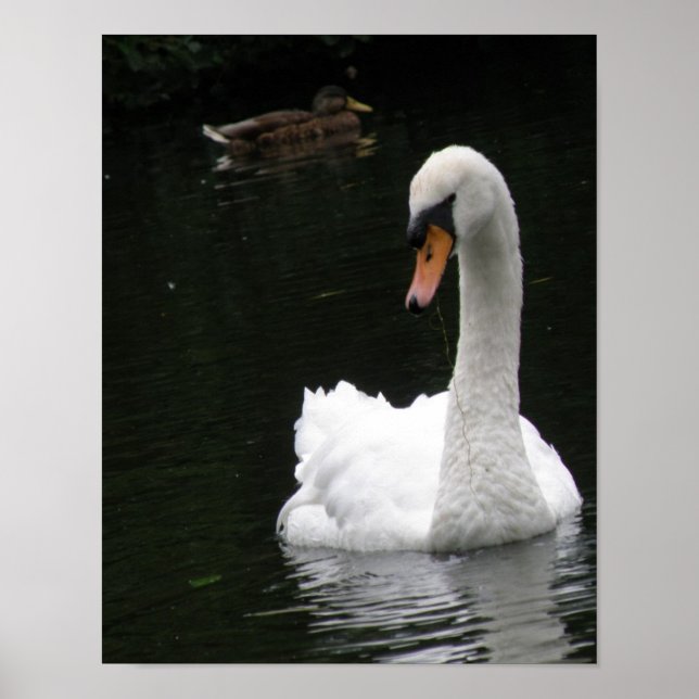 Weißer-Schwan-Plakat Poster (Vorne)