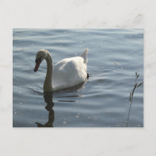WEißer Schwan Postkarte