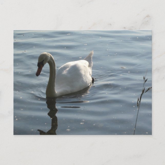 WEißer Schwan Postkarte (Vorderseite)