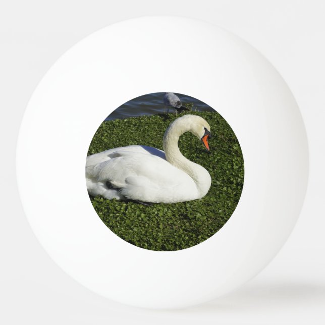 Weißer Schwan Tischtennisball (Vorderseite)