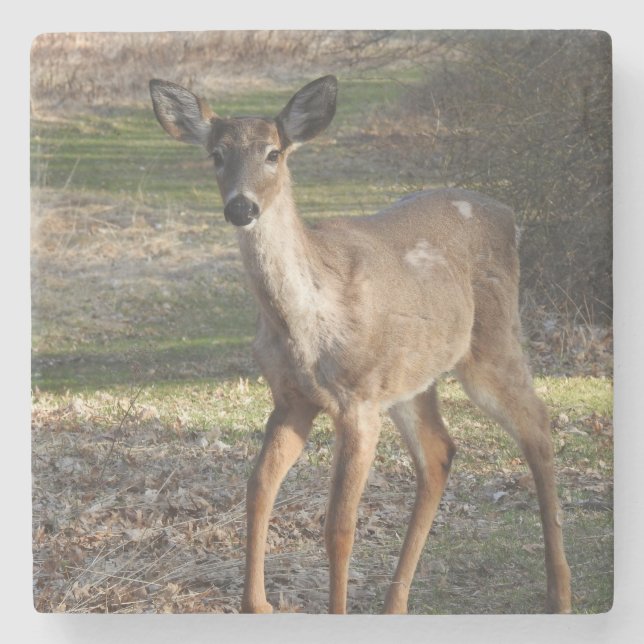 Weißer Schwanz Hirsch bis nah Steinuntersetzer (Vorderseite)