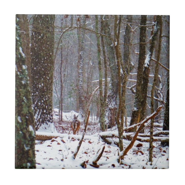 Weißer Schwanz im Schnee Fliese (Vorderseite)