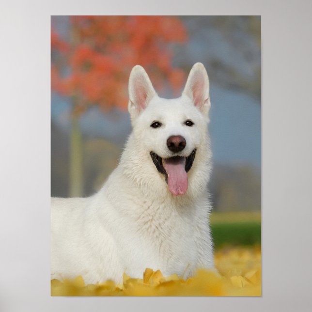 Weißer Schweizer Hirtenhund Foto, Niedlicher Furry Poster (Vorne)