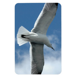 Weißer Seagull-Flying Flexi Magnet